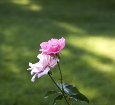 Closeup of a couple of pink roses