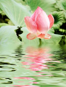 reflection of beautiful pink lotus 
