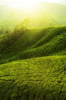 Tea Plantations at Cameron Highlands Malaysia. Sunrise in early morning with fog.