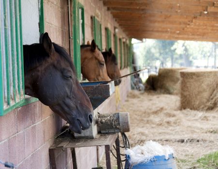 Portrait of a sleeping horse and other two horses
