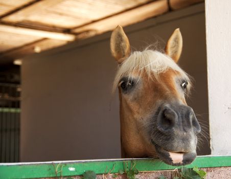 Portrait of a brown horse in a box
