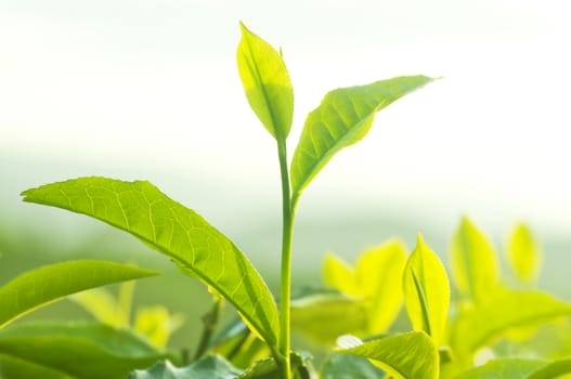 Close up tea leaves with morning sunlight.