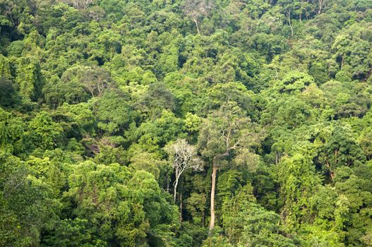 Nature landscape Tropical green forest in Malaysia.
