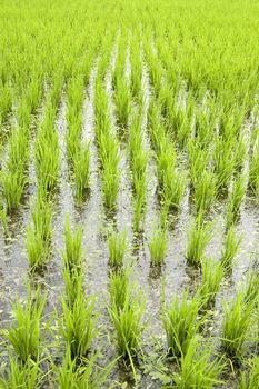 Green rice fields in early stage 
