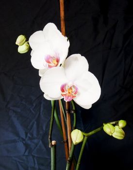 Closeup of a couple of orchids on black background