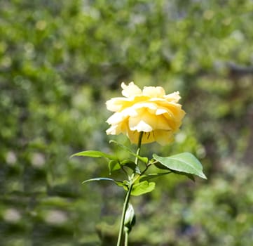 Closeup of a flower in a garden