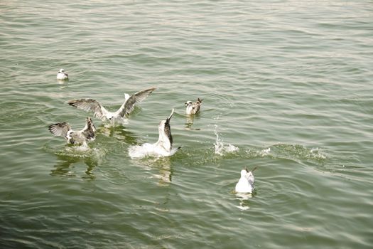 A group of seagulls battling for food