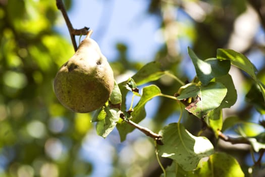 Green and brown pear on the tree