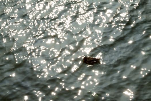 Lone duck sailing in water reflecting sun light