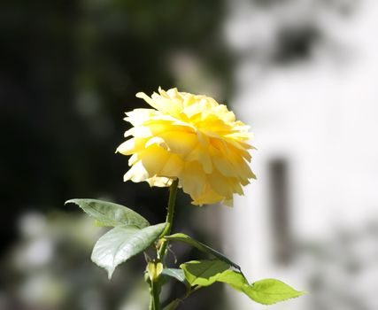 Closeup of a flower in a garden