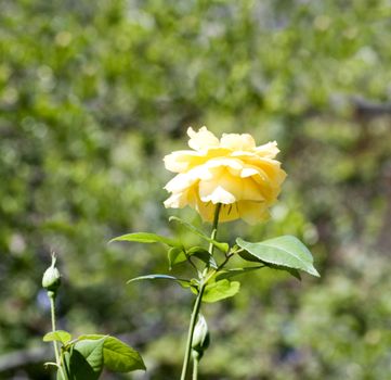 Closeup of a flower in a garden