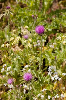 Cirsium occidentale, with the common name Cobwebby thistle, is a species of thistle native throughout California deserts, mountains, and valleys