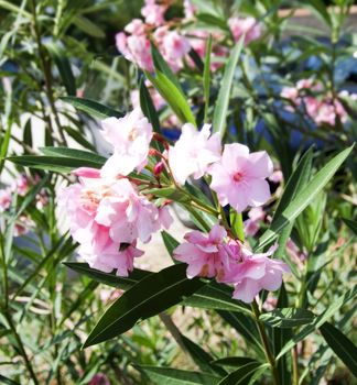 Closeup of a flower in a garden