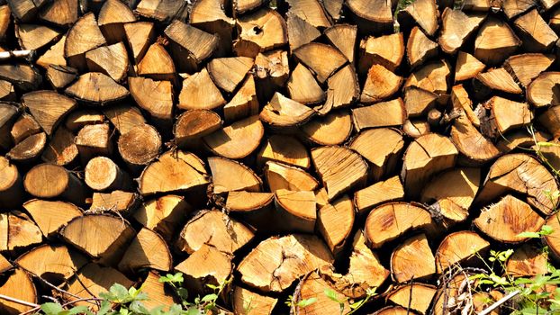 Close up of cut trees wood in piles