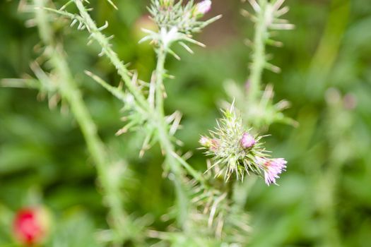 Cirsium occidentale, with the common name Cobwebby thistle, is a species of thistle native throughout California deserts, mountains, and valleys