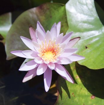 Closeup of  water lily in a pool