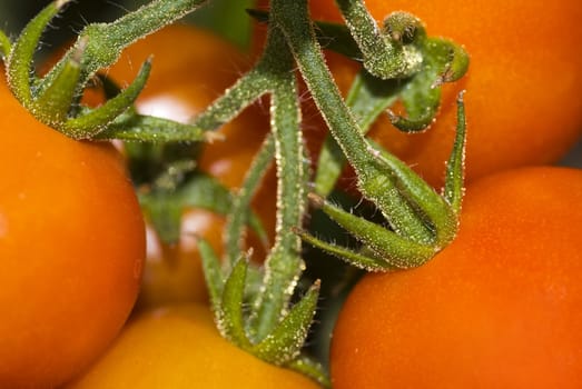 Close up of a bunch of tomatoes.