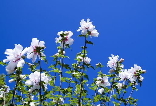 White flowers in the blue sky