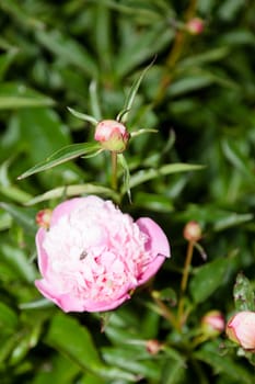 Peony is a name for plants in the genus Paeonia, the only genus in the flowering plant family Paeoniaceae.