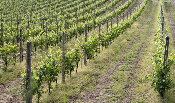 Landscape of vine and grapes