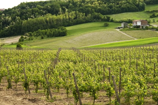 Landscape of vine and grapes