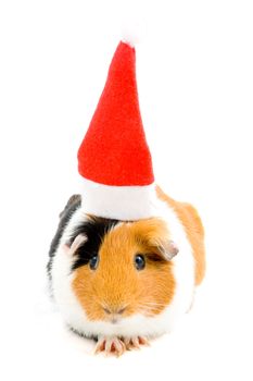 guinea pig is wearing christmas hat isolated on white