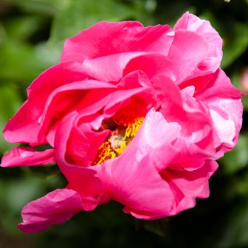 Peony is a name for plants in the genus Paeonia, the only genus in the flowering plant family Paeoniaceae.