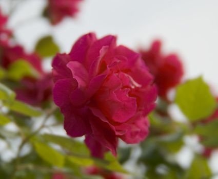 Closeup of a red flower