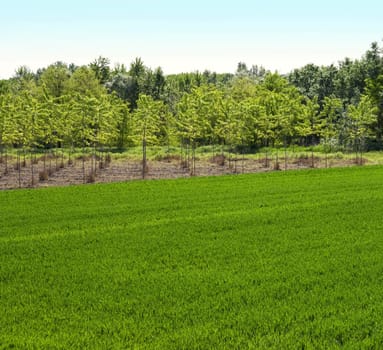 View of a field of grass and regular planted trees
