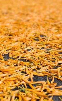 Dry in the sun of Chinese traditional medicine - golden needles.