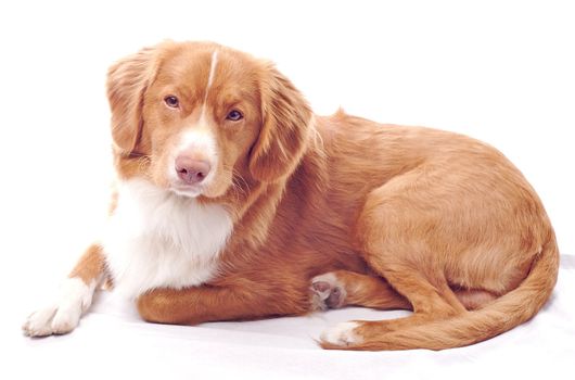 Young red Nova Scotia toller isolated on white background