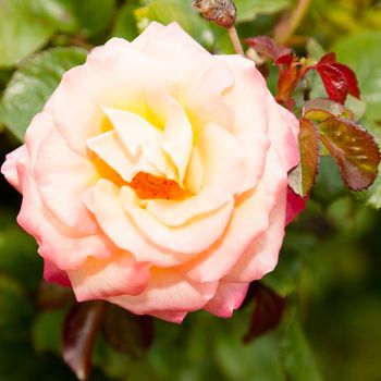 Rose is a perennial plant of the genus Rosa, within the family Rosaceae.