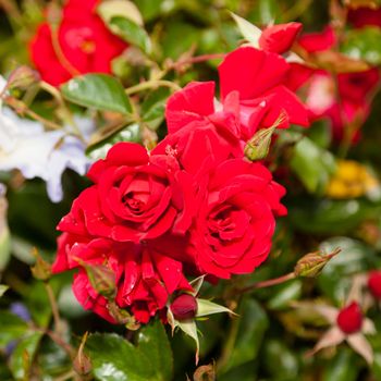 Rose is a perennial plant of the genus Rosa, within the family Rosaceae.
