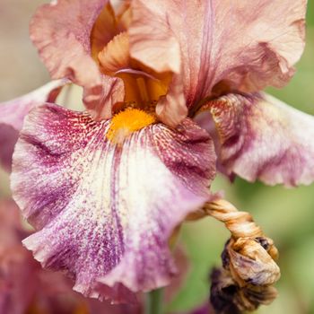 Iris is a genus of 260 species of flowering plants with showy flowers.