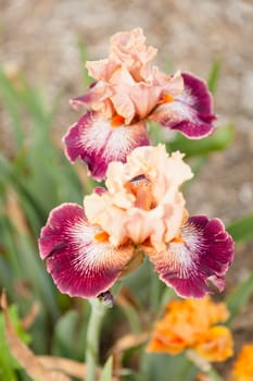 Iris is a genus of 260 species of flowering plants with showy flowers.