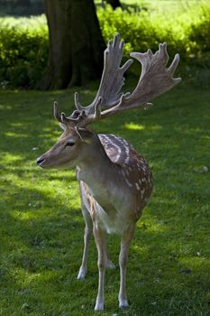 young deer on the grassland