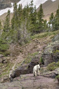 A baby mountain goat walks on a rocky cliff.