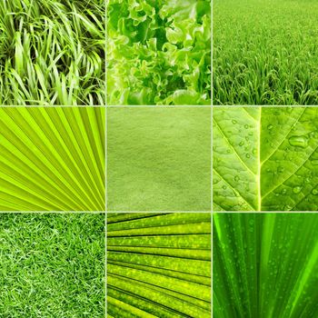 Collage nature green background. All image belongs to me.