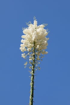 Hesperoyucca whipplei  is a species of flowering plant native to southern California