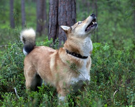 Dog hunting. Episode hunting for upland game birds.