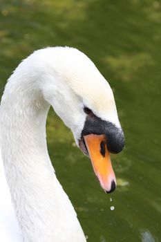 Close up shot of a beauty swan 