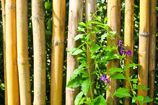 Bamboo fence with plants and flower