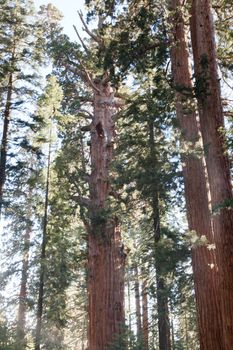 General Sherman Tree trail in Sequoia National Park, California