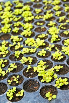 planted pot of baby lettuce in the farm