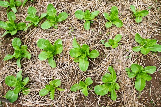 Small fresh lettuce in the farm