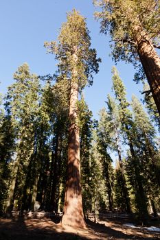 General Sherman Tree trail in Sequoia National Park, California