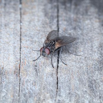 Grey house fly on a surface of old wood