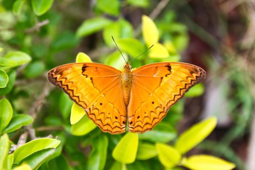 Orange butterfly on the leaf