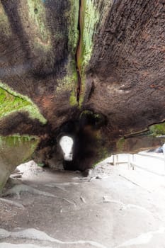 A large fallen tree that can be walked through as part of the General Grant Grove trail.