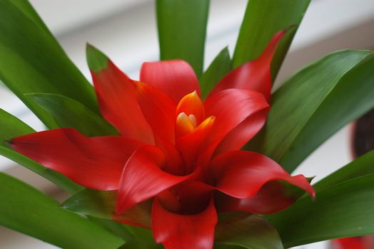 macro photo of the flower bromelia